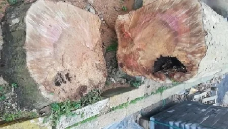 Çınar Ağaçlarını Tehdit Eden Ölümcül Hastalık: Çınar Kanseri Nedir?